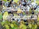 Prunus Asiatica Extract(Shirley At Virginforestplant Dot Com)